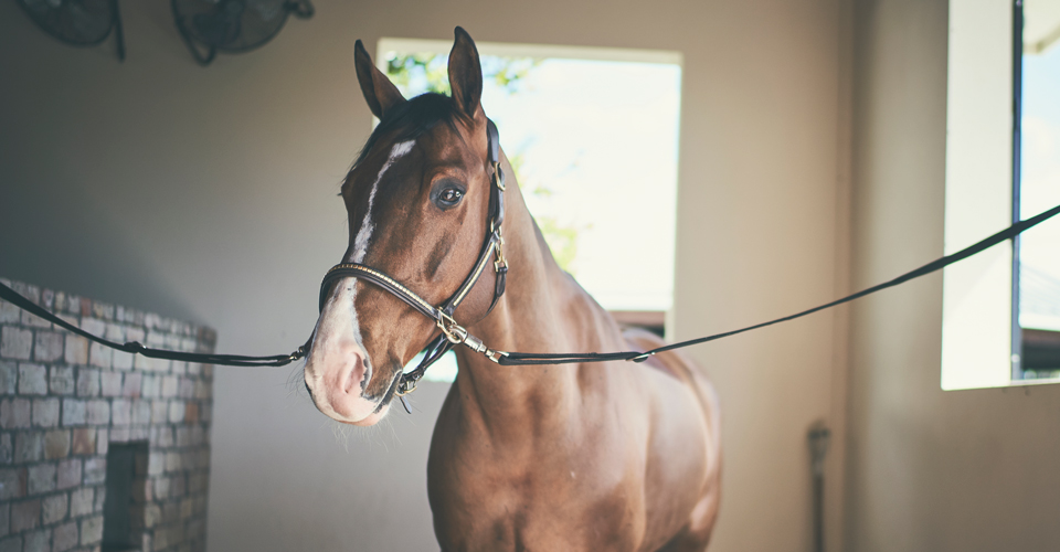 horse in stall