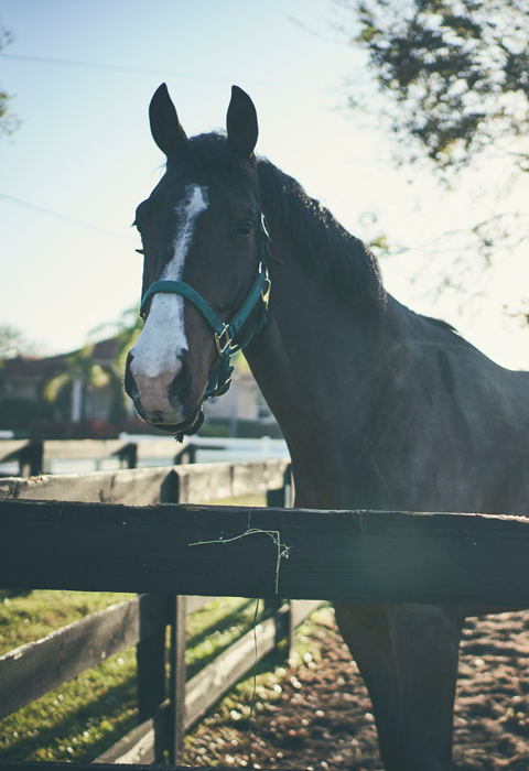horse by fence for PPID diagnosis site 