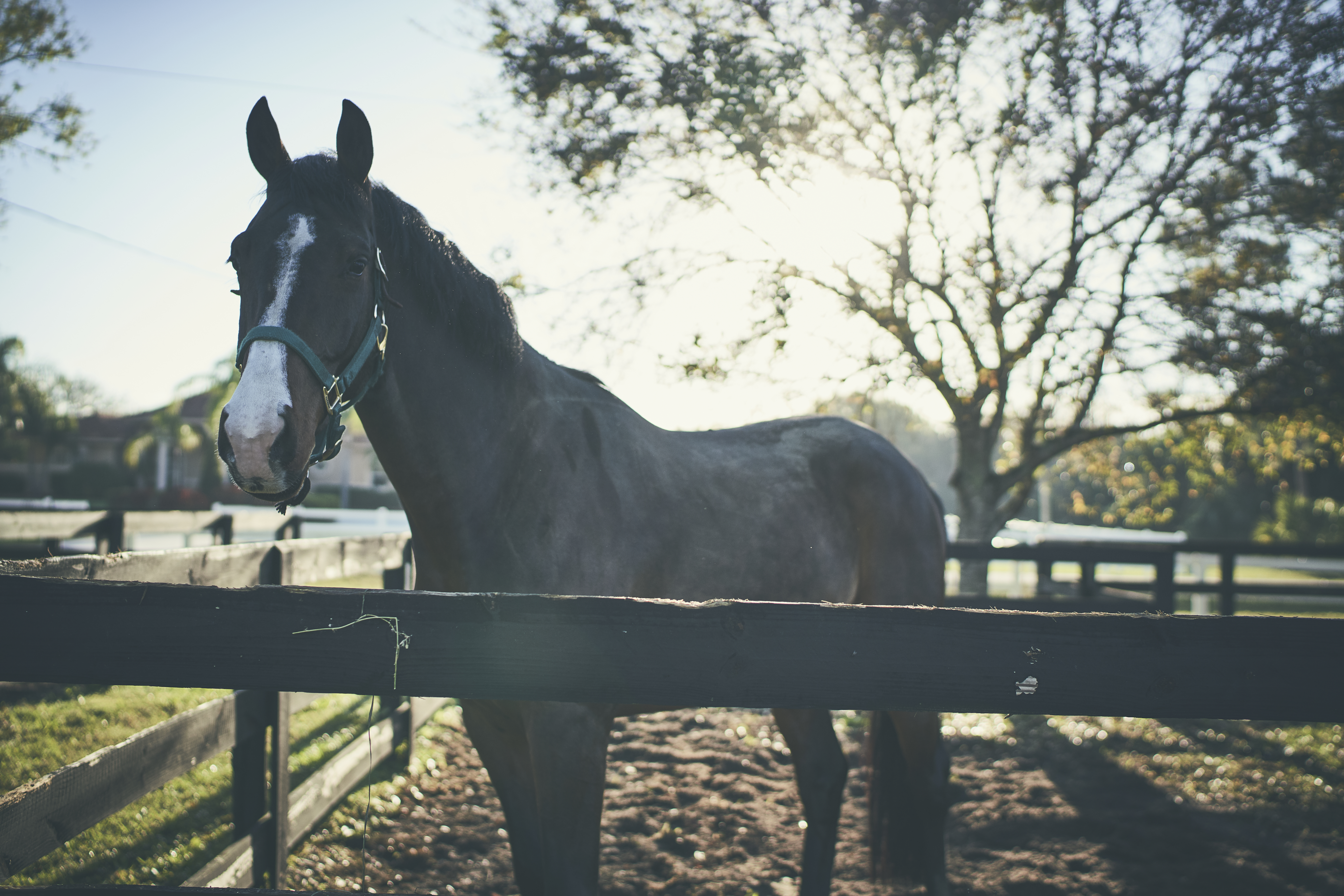 horse at fence