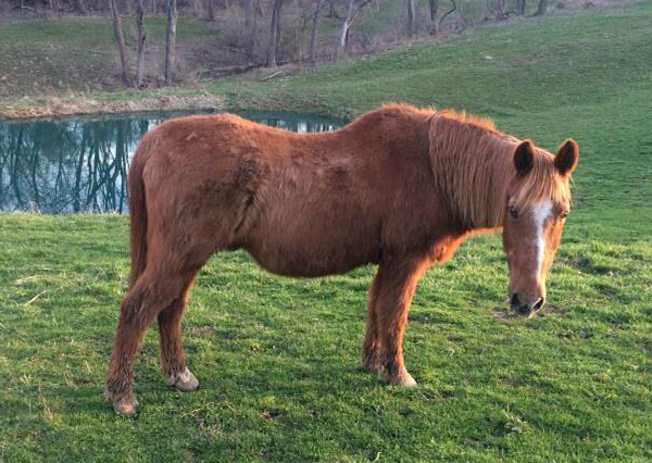 Brown horse with rounded abdomen