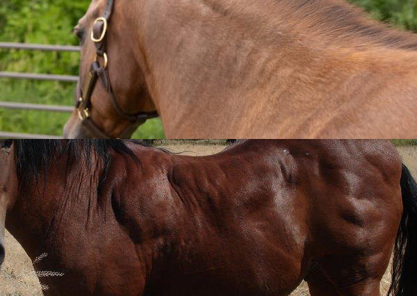 Brown horses with regional adiposity