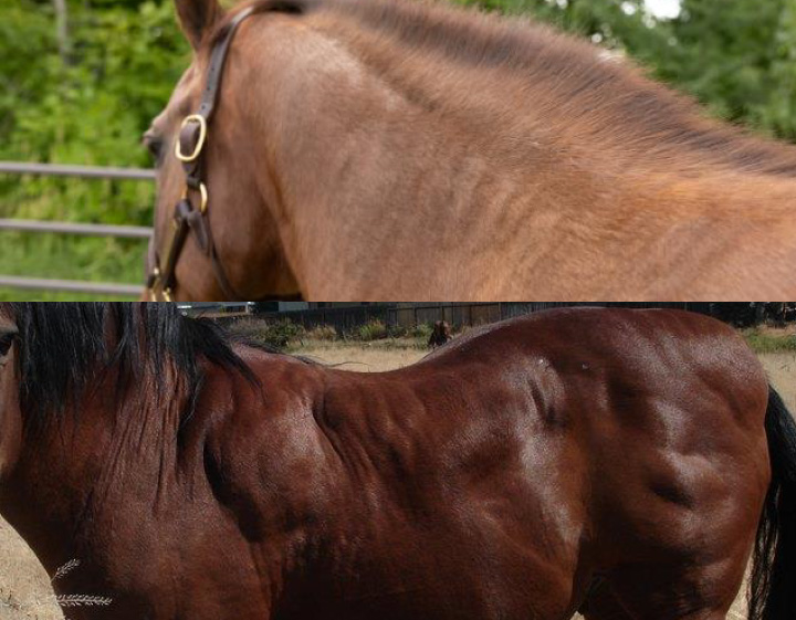Brown horses with regional adiposity