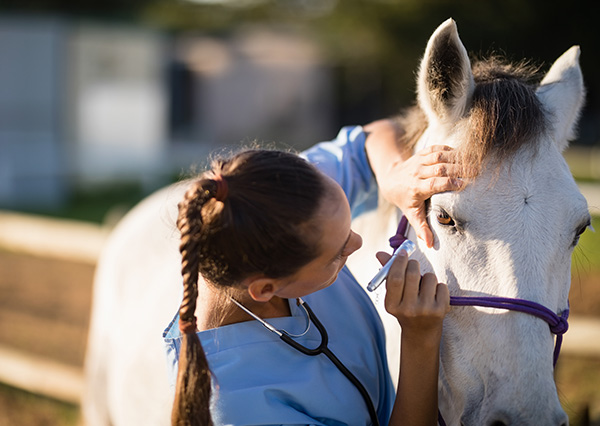 Veterinarian examining horses eye for recurrent corneal ulcers 