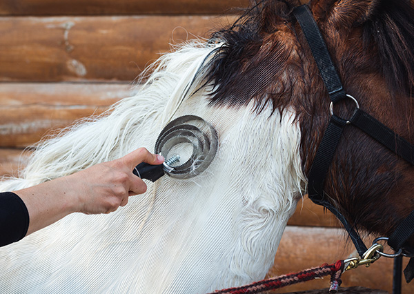 Brown horse with white mane that has delayed hair coat shedding
