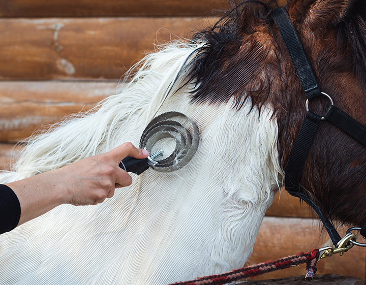 Brown horse with white mane that has delayed hair coat shedding