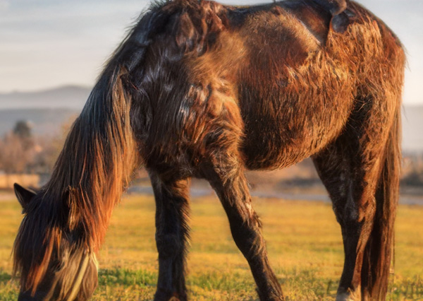 Brown horse with generalized hypertrichosis