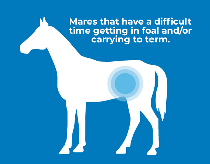Horse graphic of mare that has a difficult time getting in foal and/or carrying to term.