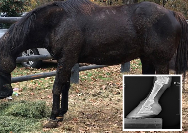 Black horse with x-ray 