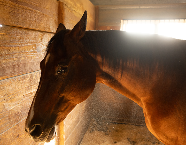 Lethargic brown horse in stall
