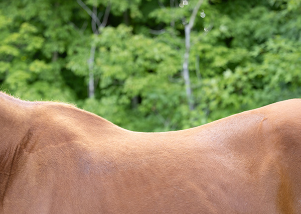 Brown horse back with topline muscle loss