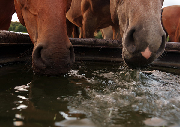 Horses with polyuria/polydipsia drinking water