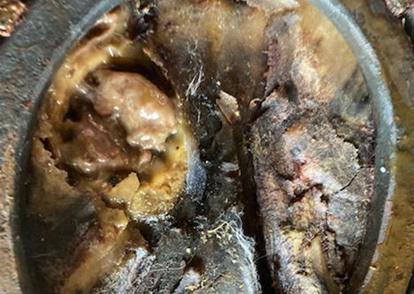 Horse hoof with recurrent infection