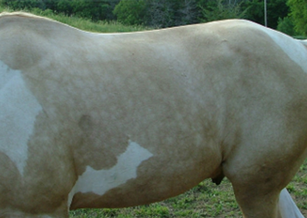 Brown and white horse with topline muscle atrophy