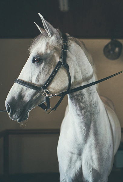 white-horse-waiting-in-stall-for-determine-ppid-diagnosis
